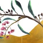 #30 - Myrtle Hakea