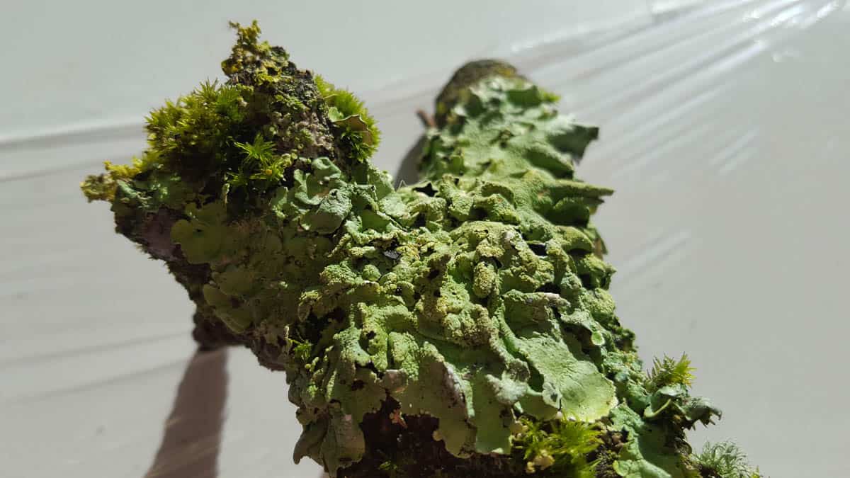 Amanda Brooks, Within Nature 4 (Before), A twig with moss and lichen, Photo: Amanda Brooks