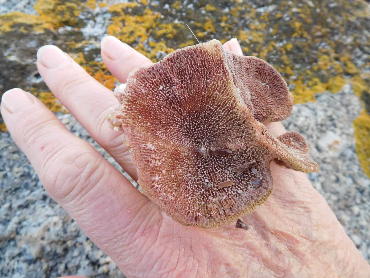 Marian Hosking, Sponger Brooch (Before: Found Sponge worn as ring), 2016, Sponge, photo: Marian Hosking, Yellow Beach, Flinders Island