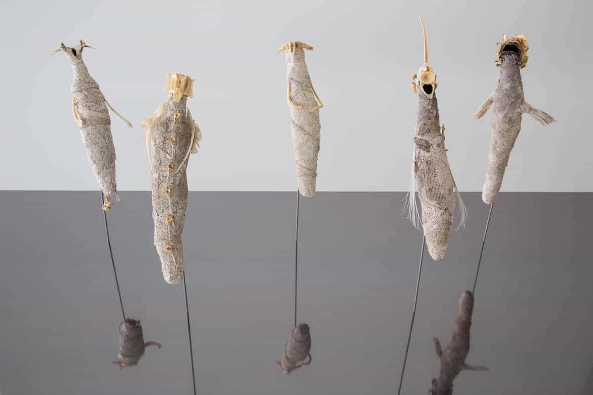 Sally Simpson, Venerated Remains, 2012, lace,fish bones and scales, mud, gold leaf on mirrored, aluminium base
