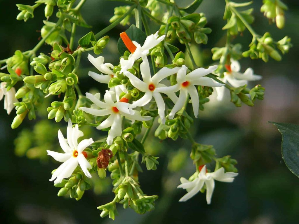 Coral Jasmine or Parijatak
