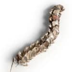 Sarah Elson, The lament of the labellum - transgression, 2016, sterling silver and copper on beading thread, 320 x 45 x 40 mm, photographer Eva Fernandez