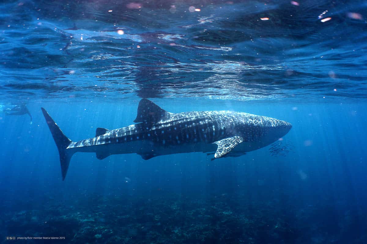 Ansichtskarte Walhai Western Australia Australien Whale Shark